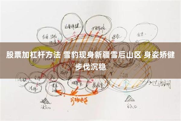 股票加杠杆方法 雪豹现身新疆雪后山区 身姿矫健步伐沉稳